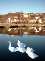 G&auml;nse auf dem M&uuml;hlbachsee