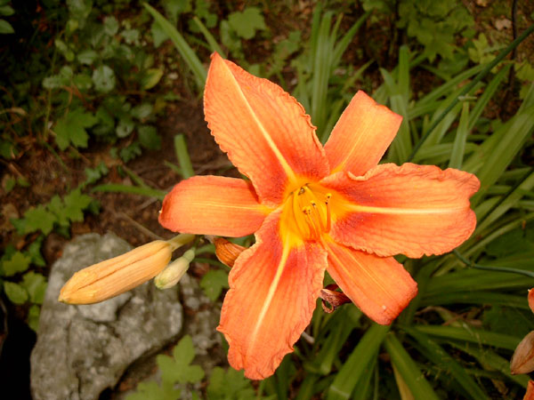 Fr&uuml;hlingserwachen