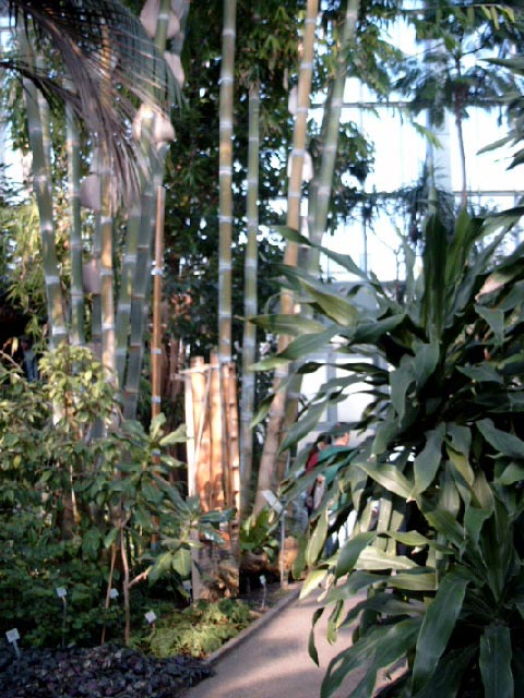 Botanischer Garten im Gewächshaus