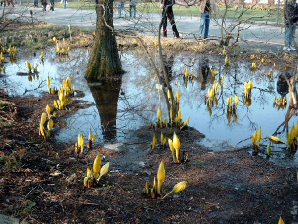 Fr&uuml;hling im Botanischen Garten Berlin