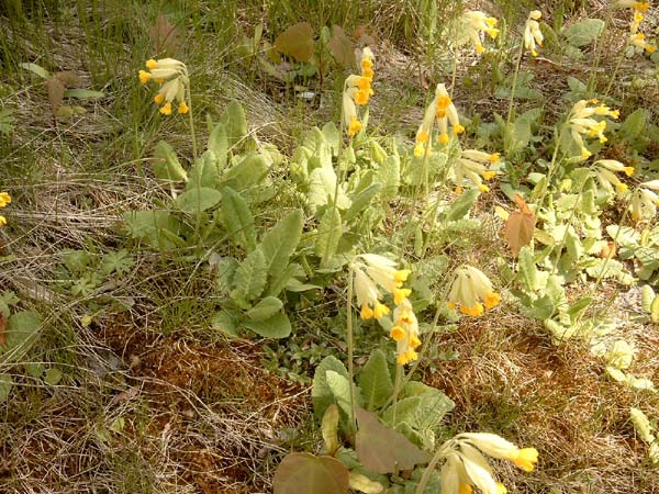 Schl&uuml;sselblumen im Fr&uuml;hling